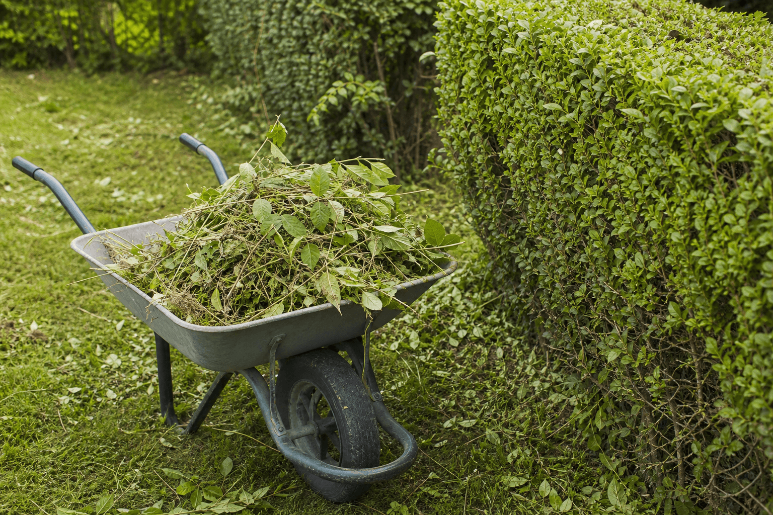 Jardin entretenu, prêt après intervention